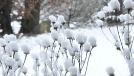 Bloemen winter